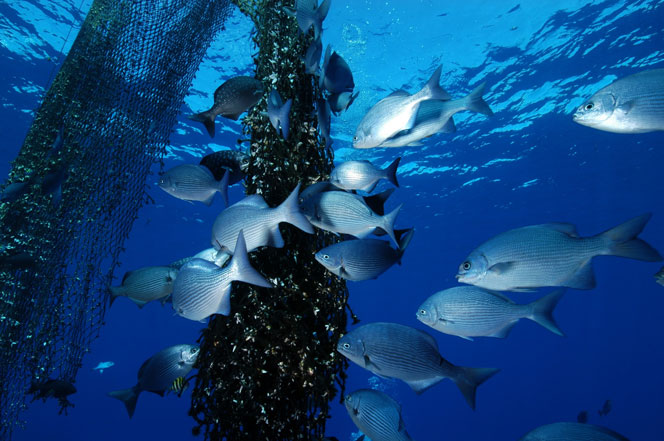 ocean-savoirs-poissons1