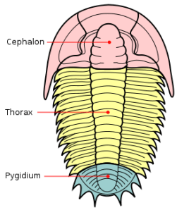 Anatomie d'un trilobiteSource wikipédia