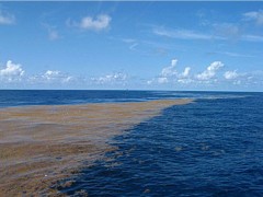 La Mer des sargasses