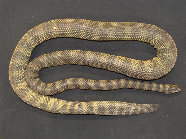 serpent_mer