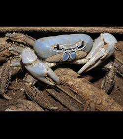 la-nouvelle-espece-de-crabe-bleu-decouverte-en-australie-credits-peter-ng-peter-davie-the-raffles-museum-of-biodiversity-research_45744_w250