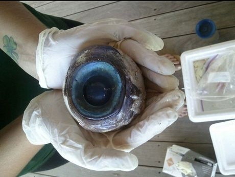 oeil géant marin