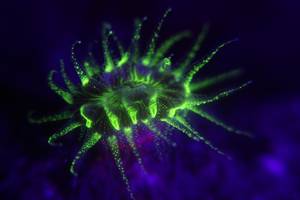 Plongée de nuit fluohttp://euro-divers.com/