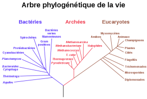 Arbre phylogénétique hypothétique de tous les organismes vivants. L’arbre est basé sur des séquences de l’ARNr 16S. À l’origine proposé par Carl Woese, il montre l’histoire évolutive des trois domaines du vivant (bactéries, archaea et eucaryotes). (c) NAI