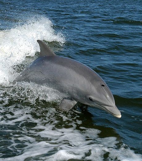 depuis-1998-des-dauphins-communstursiops-apportent-des-presents-aux-hommes-de-tangalooma-une-station-balneaire-de-l-le-moreton-en-australie_56594_w460