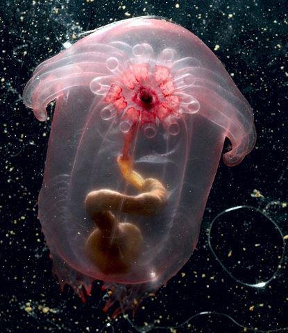 La Rose Enypniastes eximia source : http://speakupforthevoiceless.org/