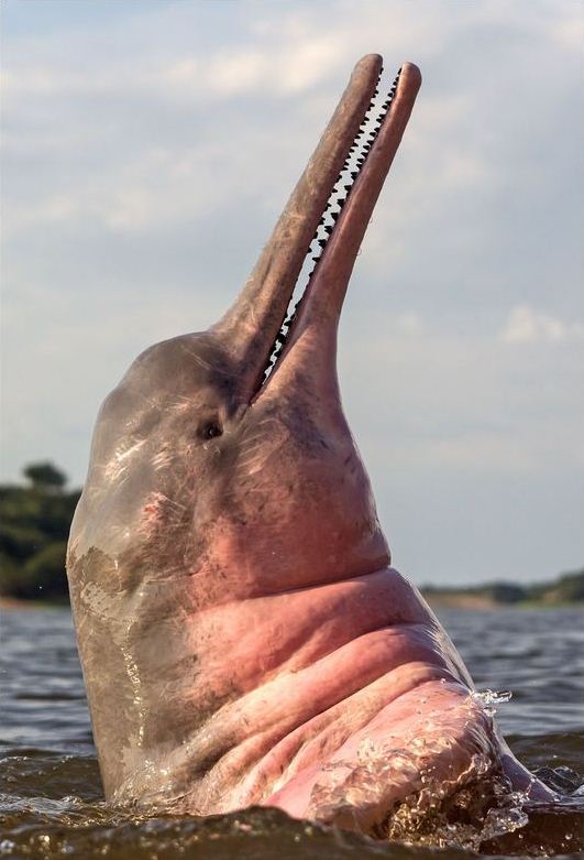 dauphin rose