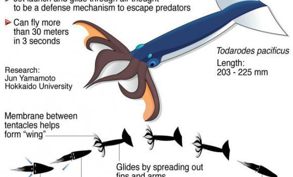 flying-squid-2