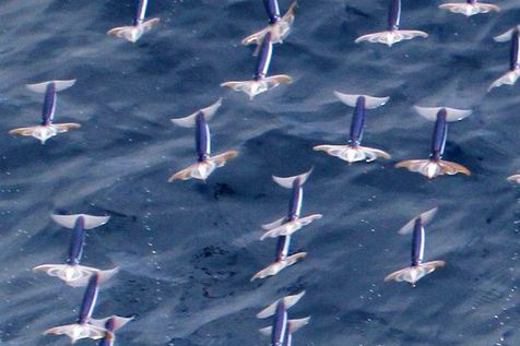 Photo fournie par l’université d’Hokkaido de l’escadron de calamars volants. (Photo Kouta Muramatsu. AFP)