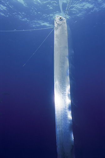Regalec (serpent de mer, ou dragon de mer)