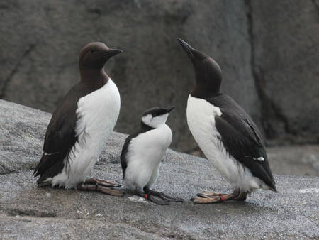 Le guillemot de Troïl, également appelé guillemot marmette, se tient debout à la façon d’un manchot. Il excelle dans la chasse sous l’eau, ce qui le rend vulnérable lors de marées noires. © Dick Daniels, cc by sa 3.0