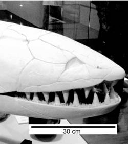 (crédits photo : Australian National University)