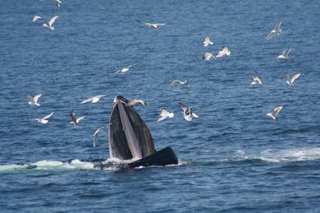 Pour se nourrir, les baleines à bosse entourent un banc de poissons, plongent et larguent de l'air par leur évent. Les bulles d'air confinent les poissons et permettent aux baleines d’en avaler des milliers en une seule goulée. Or, d’autres techniques de chasse sont développées et transmises… © Jennifer Allen, Whale Center of New England