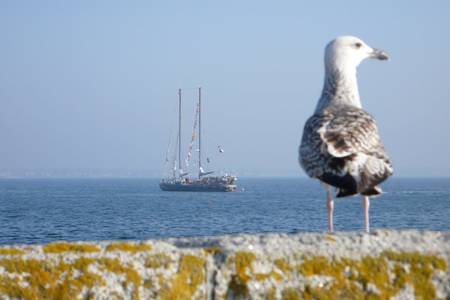 Tara est un voilier en aluminium conçu pour la navigation en mers polaires. La forme de sa coque lui permet d'être pris par la glace de la banquise. Dans cette situation, il serait simplement soulevé. © Jean-Luc Goudet, Futura-Sciences