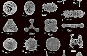 fossil_foraminiferans_0