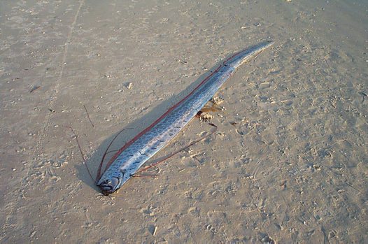 Oarfish Regalecus glesne image source:  australianmuseum.net.au/