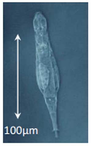 Un rotifère bdelloïde. © Boris Hespeels, Université de Namur (Belgique)