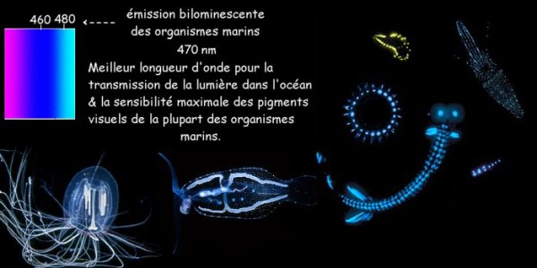 source image: le-monde-abyssale.skyrock.com/