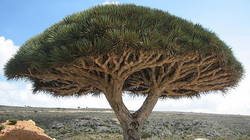 le dragonnier de Socotra ou l'arbre à sang de dragon est l'arbre le plus populaire de Socotra