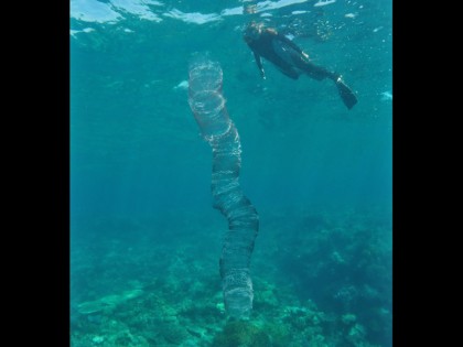 Un intrigant amas d'œufs de calmar, sur la Grande Barrière de corail. (Photo : © Lyle Vail)