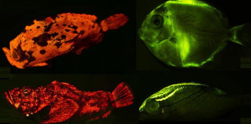 crédit: .sciencesetavenir.fr