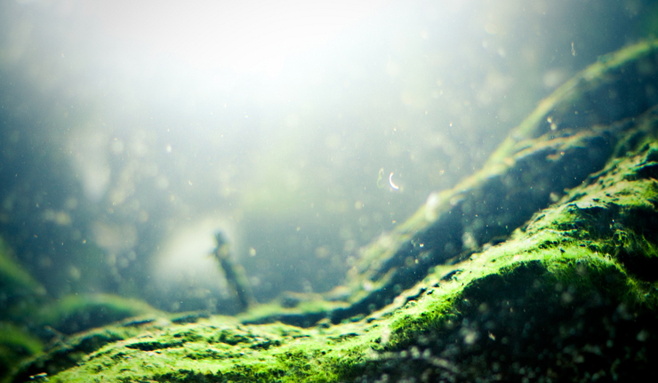 © Flickr.com/Ricky Romero
