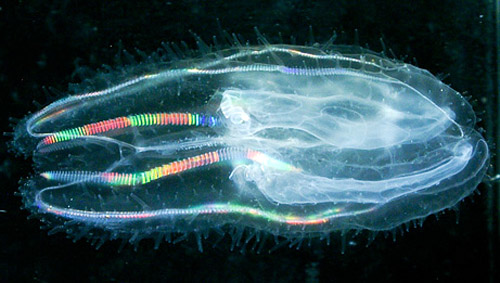 Ctenophore from Tasmanian waters with refracted rainbow colors Crédit Photo Lisa Gershwin Source PhycoKey
