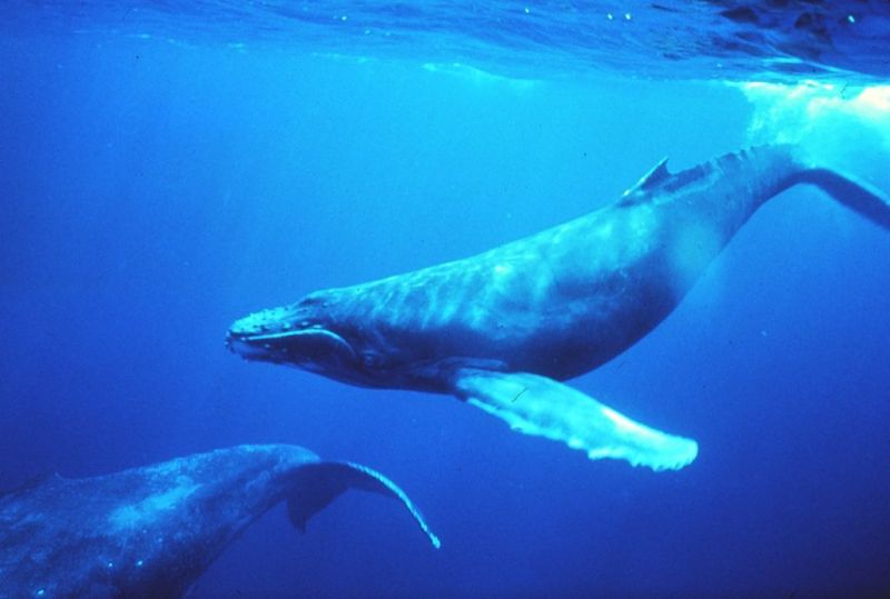 Les baleines à bosse ont un chant structuré, propre à chaque région du monde où elles se reproduisent. Par ailleurs, leur chant évolue à mesure que la baleine vieillit. © NOAA