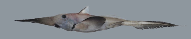 RHINOCHIMAERIDAE crédit : fishesofaustralia.net.au