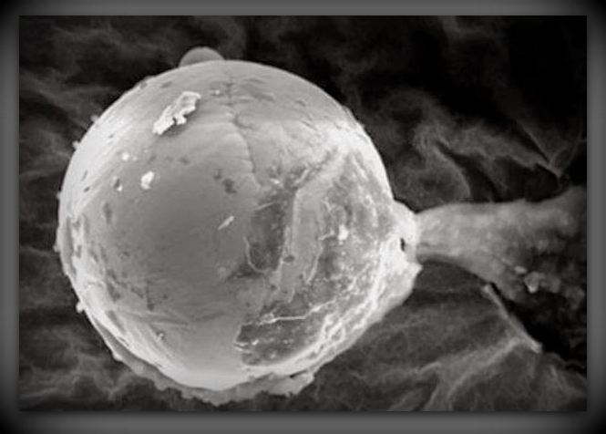 Crédit Image : Ken Pfeifer World Ufo Photos and News