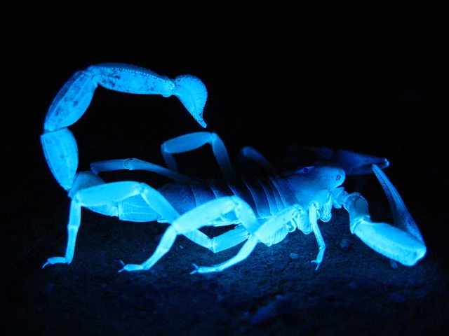 scorpion géant fluo